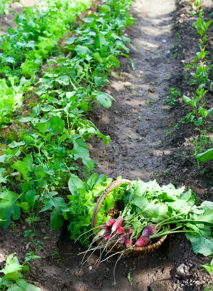 Cesta com rabanetes e outros legumes — Fotografia de Stock