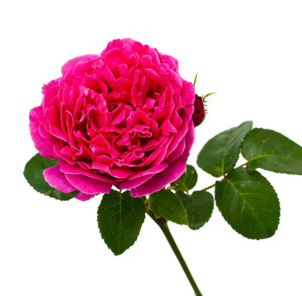 Pink rose — Stock Photo, Image