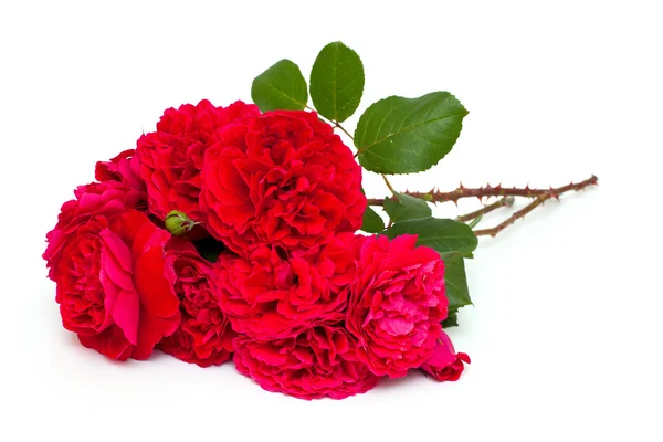 Strauß schöner roter Rosen — Stockfoto