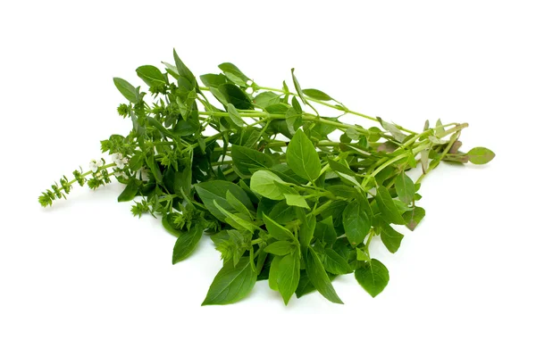 Freshgreen basil — Stock Photo, Image