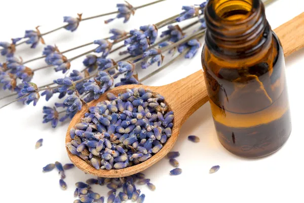 Getrockneter Lavendel mit einer Flasche ätherischem Öl über weißem — Stockfoto