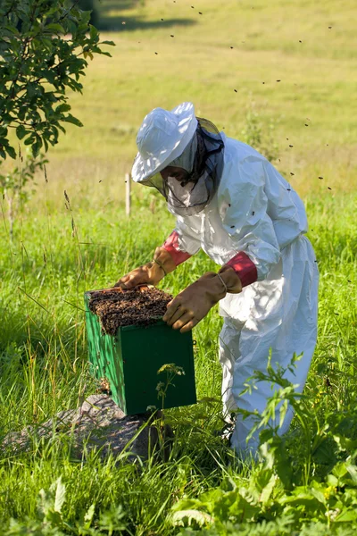 Apicoltore lavora al suo apiario — Foto Stock