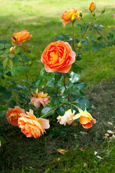 Hermosas rosas naranjas —  Fotos de Stock