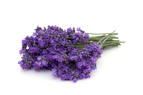 Massa lavendel — Stockfoto