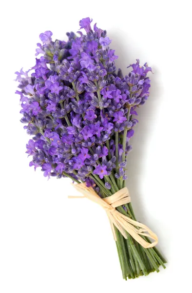 Lavendel — Stockfoto