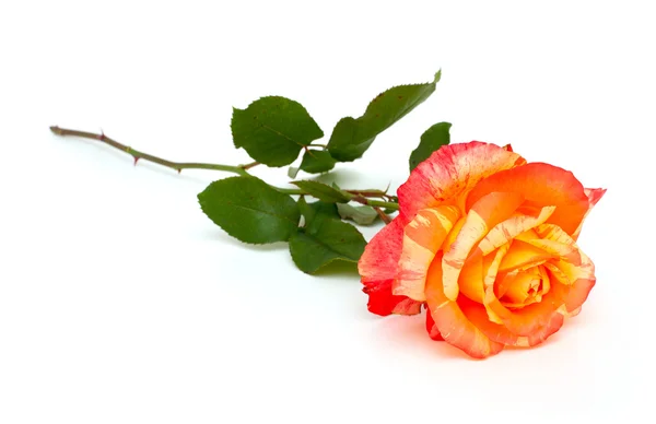 Hermosa rosa rayada — Foto de Stock