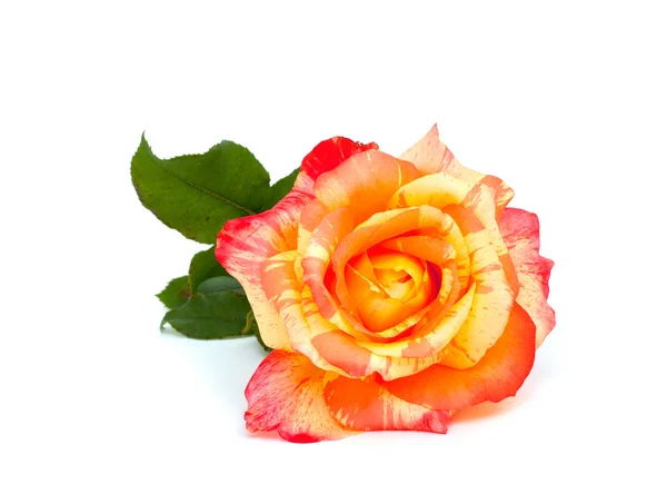 Bela rosa listrada — Fotografia de Stock