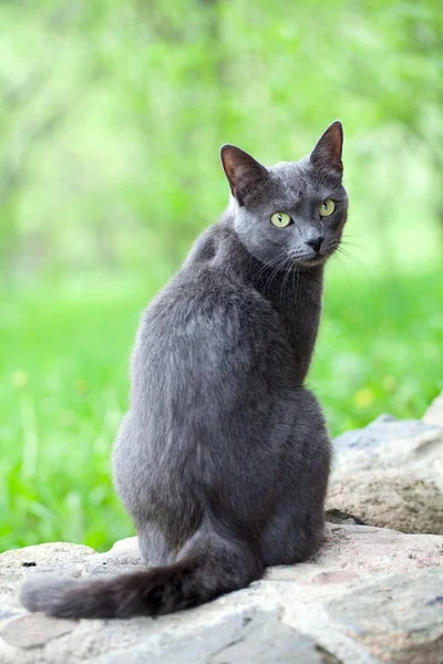 Серый кот наслаждается природой — стоковое фото
