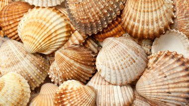 sea shell background clipart