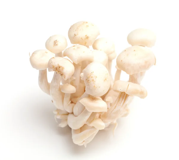 White beech mushrooms isolated on white — Stock Photo, Image