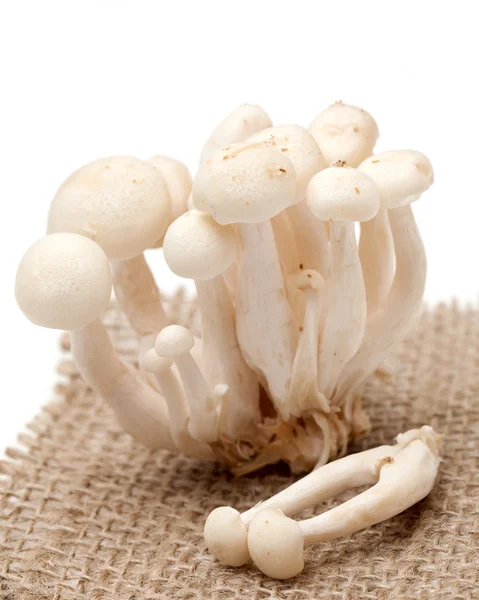 White beech mushrooms isolated on white — Stock Photo, Image