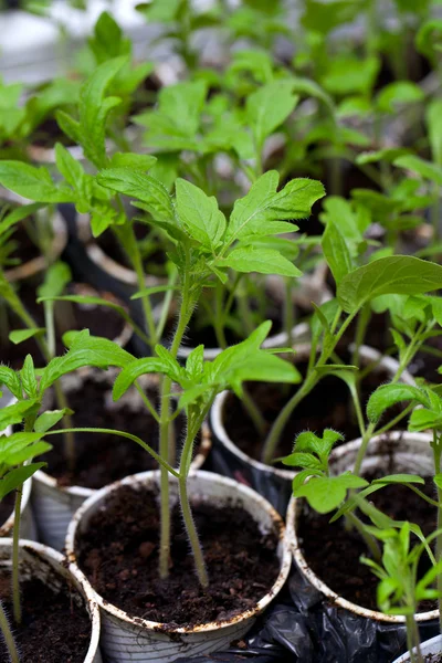 Plantas jóvenes de tomate en macetas de plástico — Foto de Stock
