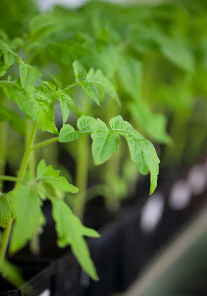 Plantas jovens de tomate — Fotografia de Stock