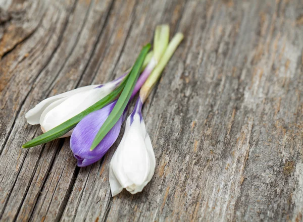 Crocus flowers on wooden surface — Stock Photo, Image