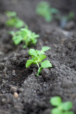 genç bitki yetiştirme