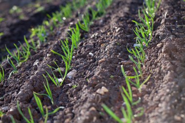 sarımsak saç ekimi