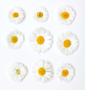 papatya, farklı boyut ve şekil