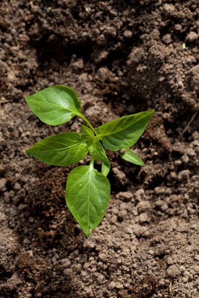 Paprika plant in soil — Stock Photo, Image