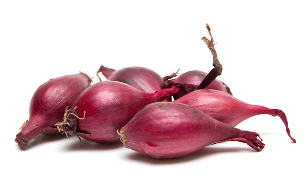 Semillas de cebolla roja — Foto de Stock