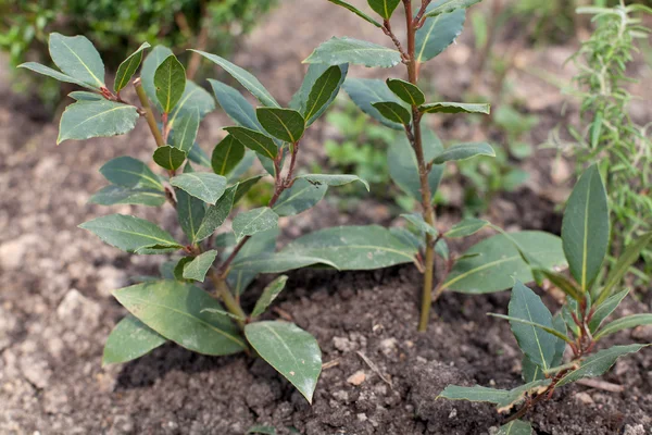 Growing laurel tree — Stock Photo, Image