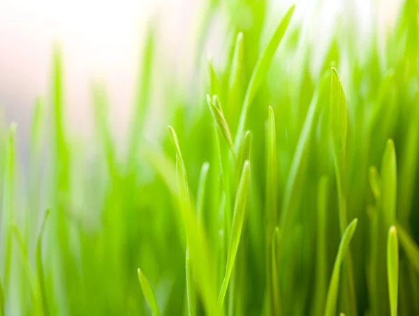 Iarbă verde proaspătă — Fotografie, imagine de stoc