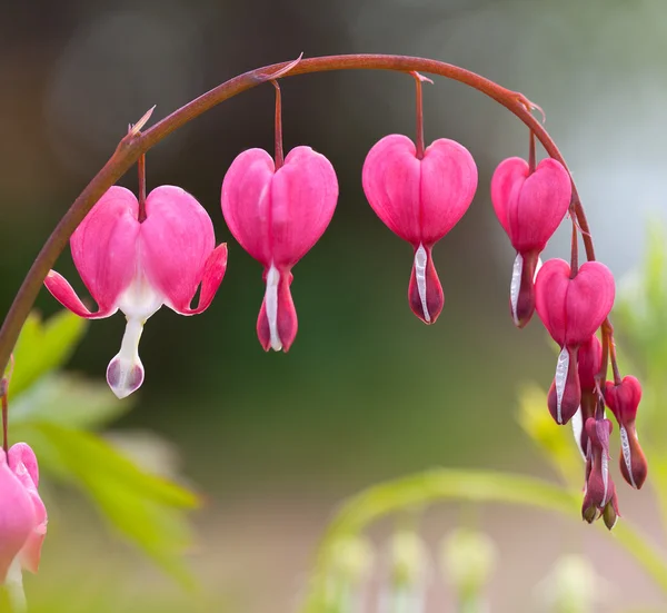 Květy květiny krvácející srdce — Stock fotografie