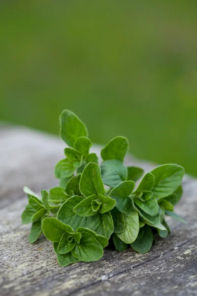 Oregano herb lying on garden table — Stock Photo, Image