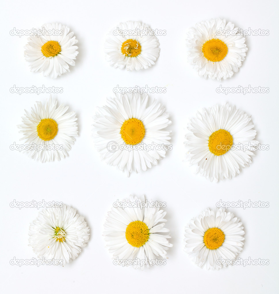 daisies of different size and shape