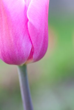 Close up of pink tulip. Shallow depth of field. clipart