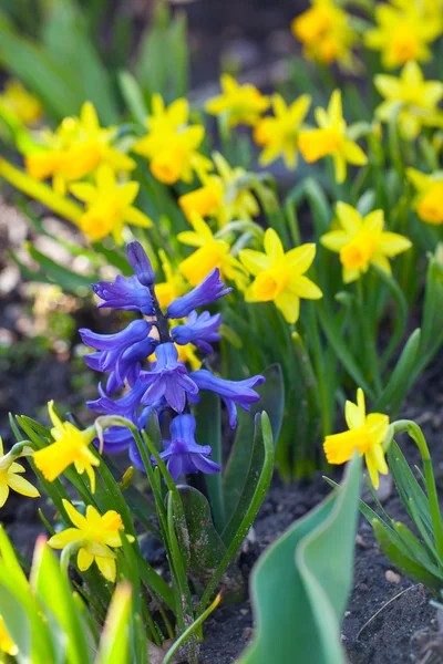 Narcisos y flores de jacinto — Foto de Stock