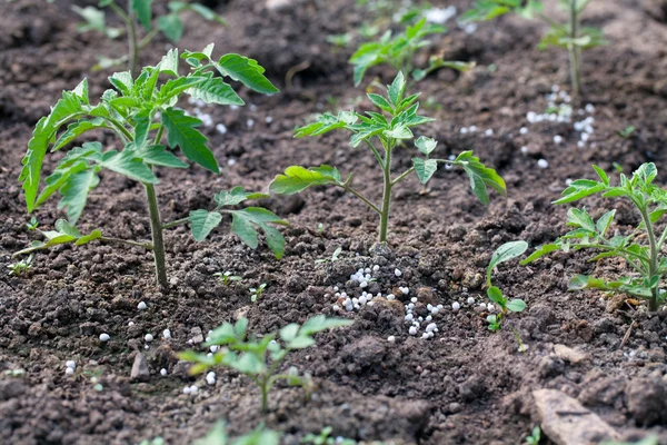 Cultiver des plants de tomates avec de l'engrais en granulés — Photo