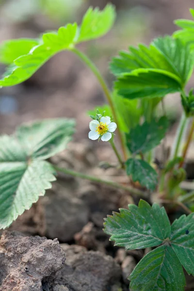 Flor de fresa — Foto de Stock