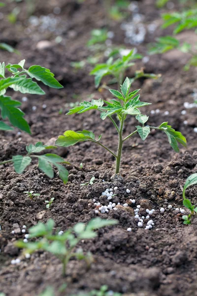 Cultivo de plantas de tomate con fertilizante en gránulos — Foto de Stock