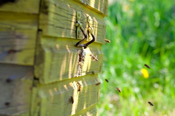 Fliegende Honigbienen — Stockfoto