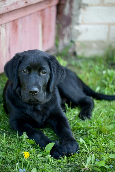 Schwarzer Labrador im Freien — Stockfoto