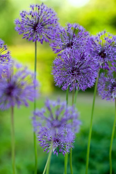 Flores de ajo decorativas — Foto de Stock