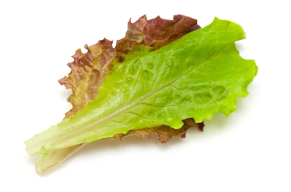Листя червоного і зеленого салату — стокове фото