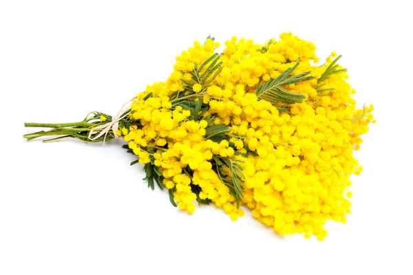 Bunch of mimosa flowers — Stock Photo, Image