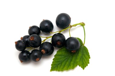 Siyah frenk üzümü 