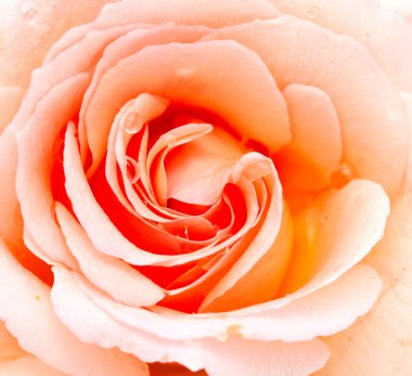 Turuncu gül yaklaş.