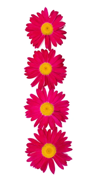 Pink daisy border — Stock Photo, Image