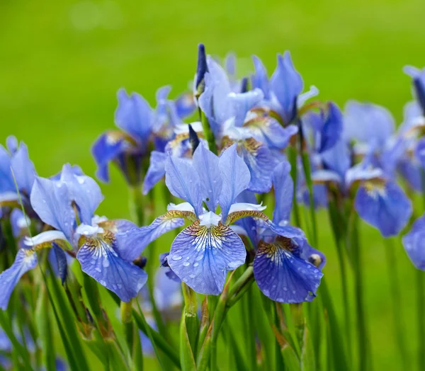 Hermosas flores de iris —  Fotos de Stock