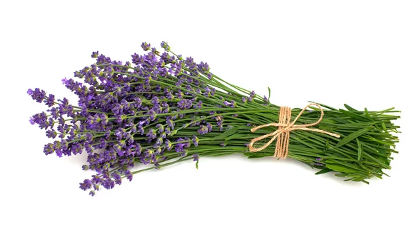 Lavendel geïsoleerd op witte achtergrond — Stockfoto