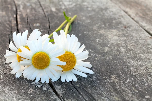 Λουλούδι χαμομήλι στο ξύλινο τραπέζι — Φωτογραφία Αρχείου