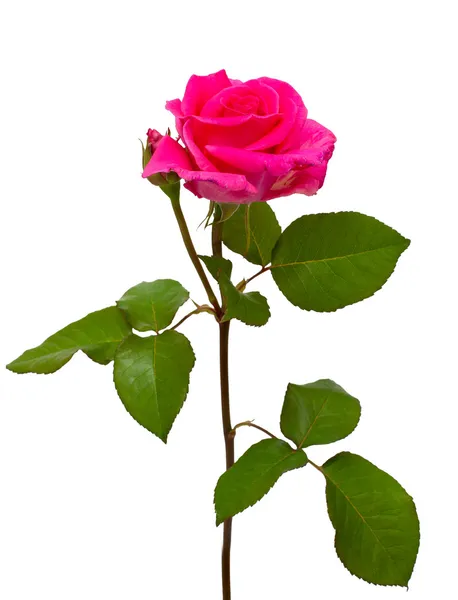 Rose rose fraîche — Photo