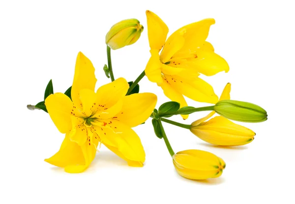 Yellow lily flower — Stock Photo, Image