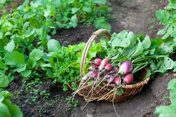 Panier avec radis et autres légumes — Photo