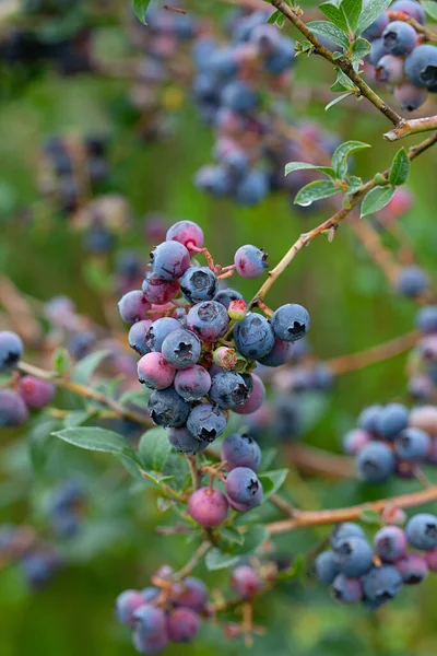 Fruit Aux Myrtilles Sur Bush — Photo