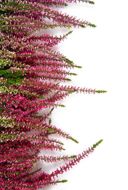 Beyaz arkaplanda izole edilmiş calluna vulgaris