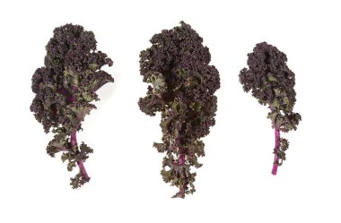 Kırmızı ve yeşil lahana yaprakları beyaz arka planda izole, yakın